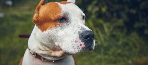  American Staffordshire Terrier Listenhunde