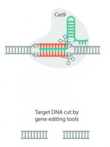 CRISPRCas9