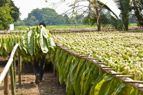 Tabakplantage Lateinamerika