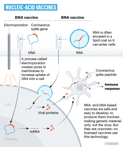 rna