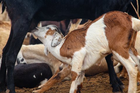 Ziegenmilch Ziegen