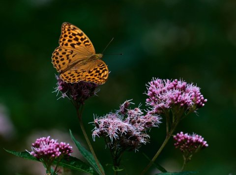 Schmetterling