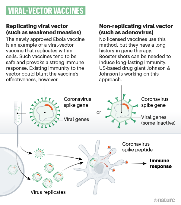 virale Vektoren