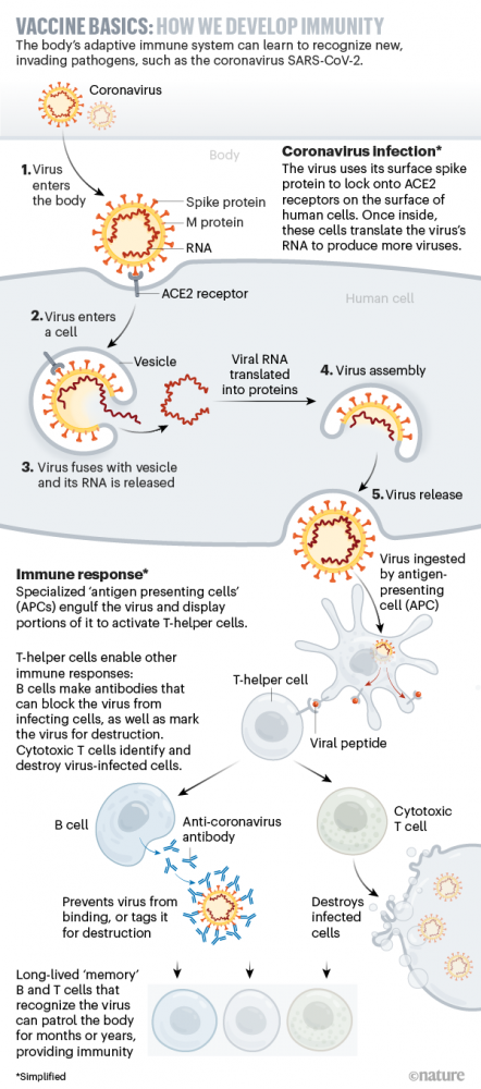 Unser Immunsystem kann lernen, Krankheitskeime wie das neue Coronavirus Sars-CoV-2 zu erkennen. Das Virus dringt in die Zellen unserer Atemwege ein, indem es eine Eintrittspforte (ACE2-Rezeptor) nutzt. Es heftet sich dort mit einem Protein an, das sich an seiner Hülle befindet (Spike-Protein). Im Zellinneren setzt das Virus sein Erbgut (RNA) frei und zwingt die Zelle, daraus Virusproteine herzustellen sowie die RNA zu vermehren. Aus den Einzelteilen (Proteine und RNA) werden neue Viren zusammengebaut und fr