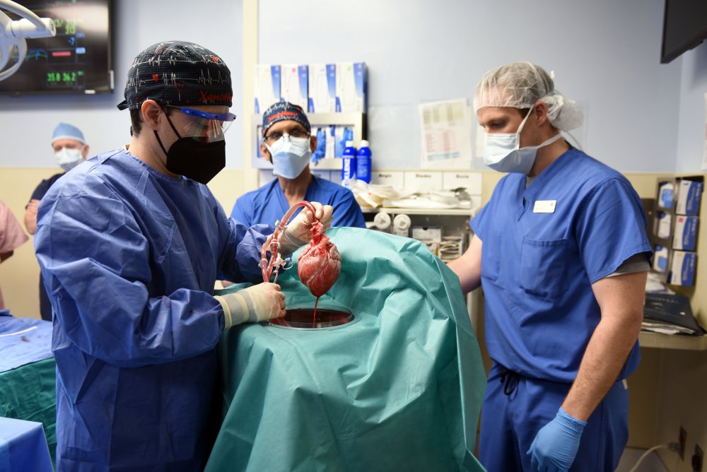 Schweineherz Herztransplantation picturedesk
